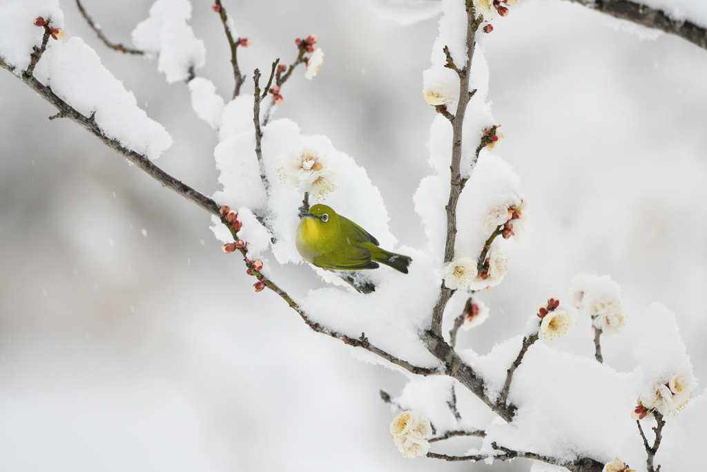 舞台が整ってメジロ