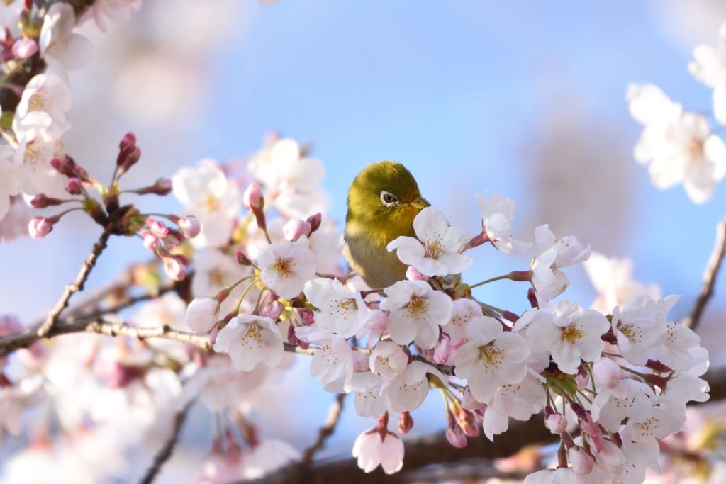 桜にメジロⅠ