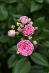 小輪の薔薇
