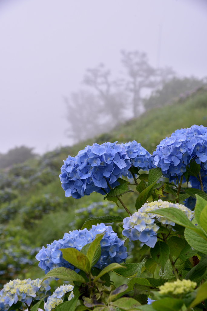 朝霧と紫陽花