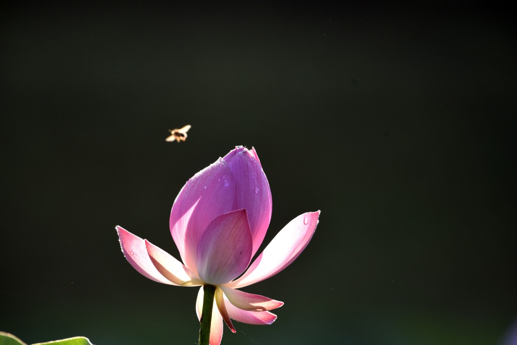 蓮・陽を受けて