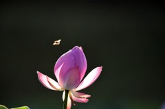 蓮・陽を受けて