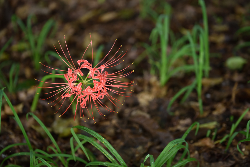 森の花火