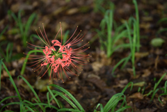 森の花火