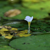 夏の池 清らかに