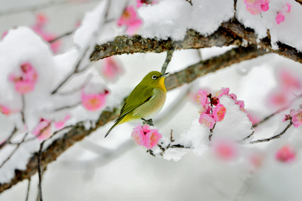 紅梅に雪そしてメジロ