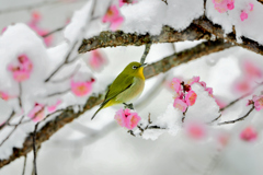 紅梅に雪そしてメジロ