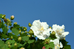 酔芙蓉 光輝