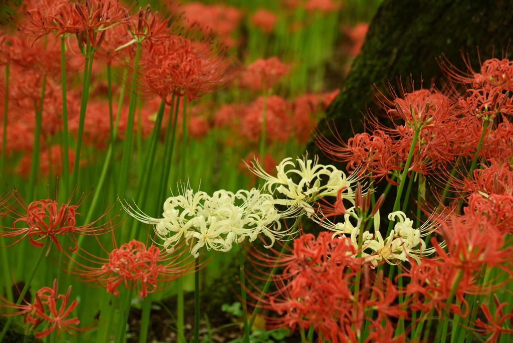 曼珠沙華 清光