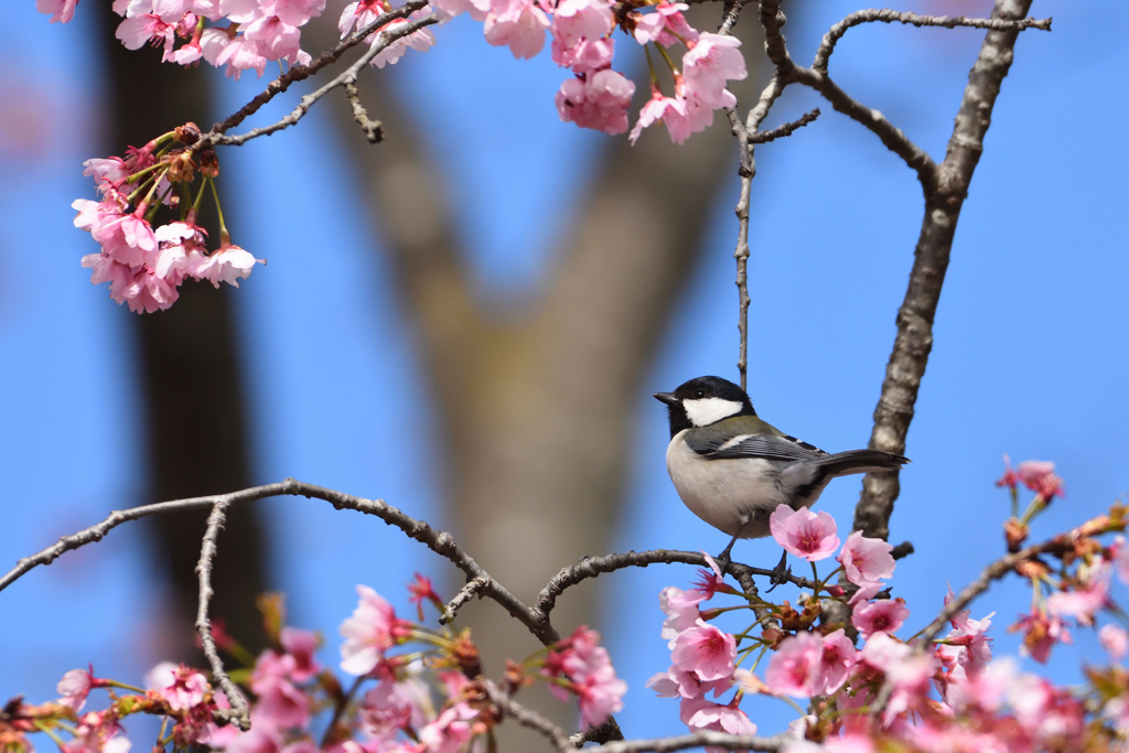 桜にシジュウカラ