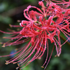 雨を纏う曼珠沙華