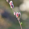 畑に植えたネコヤナギⅡ