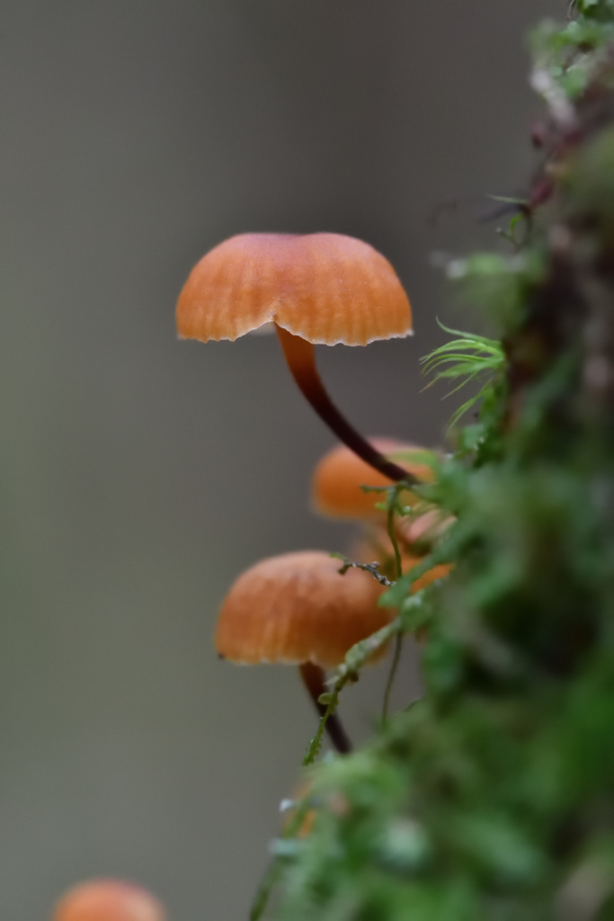 苔の森小さなランプⅠ