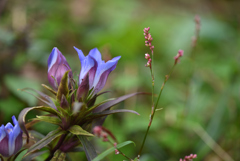 秋深まり竜胆咲くⅢ