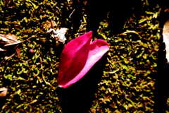 ハぴいバねんたいん