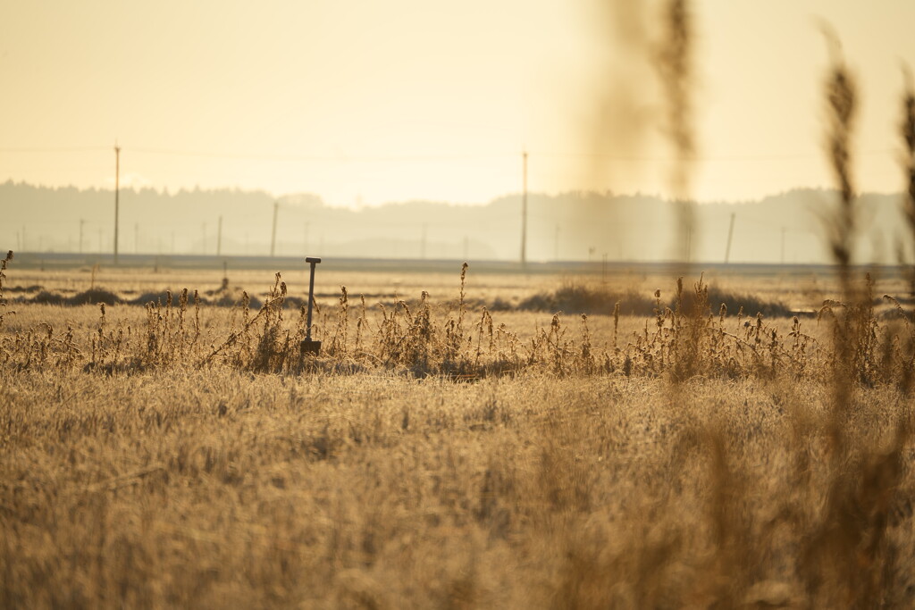陽だまりに置き去りのスコップ?