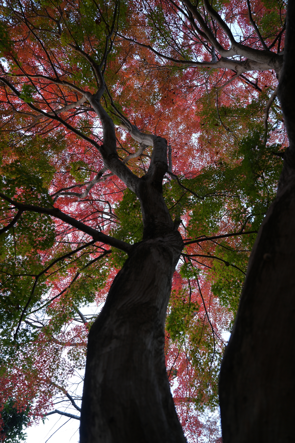 Crossroads of the Seasons