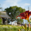 菖蒲町　あやめ