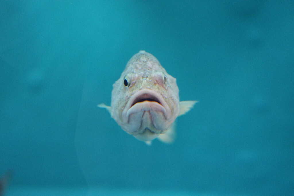 なんて言うさかなか知りませんが