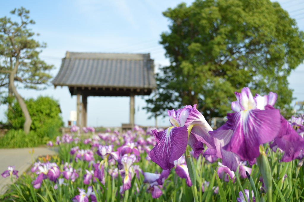 菖蒲町　あやめ