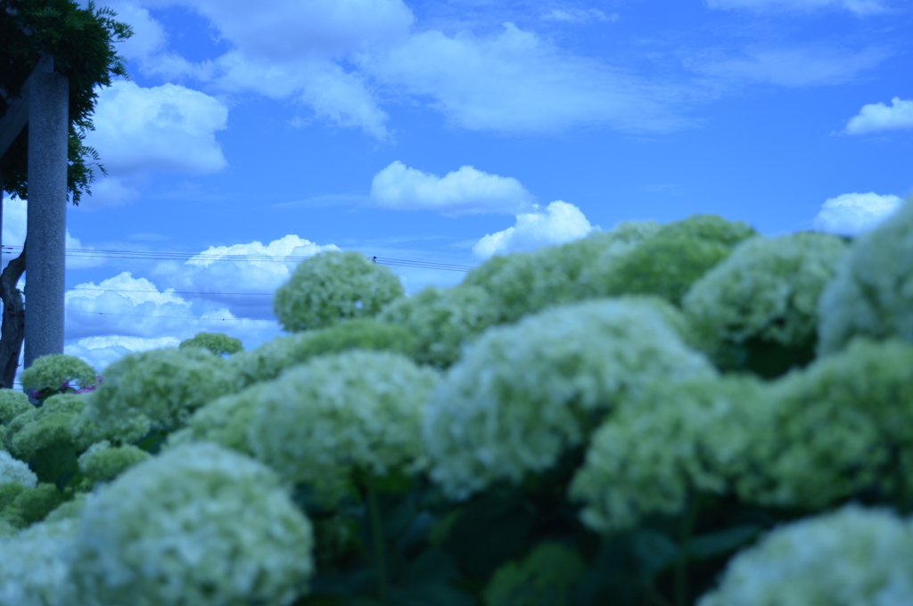 涼し気