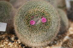 サボテン子さん