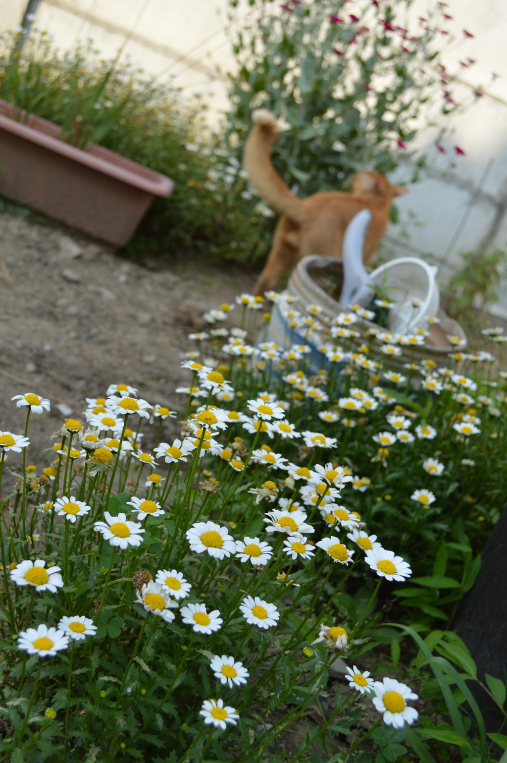 花に鼻をつける猫