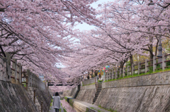 桜道