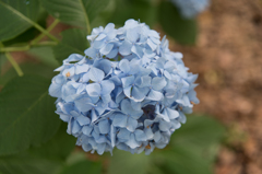 やさし～い水色の紫陽花