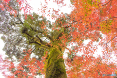 紅葉を見上げて