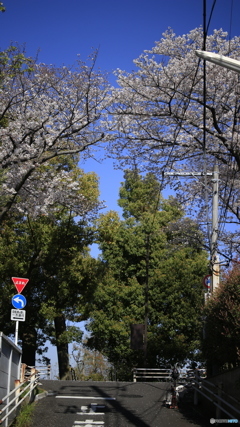 20190404_01　水元公園