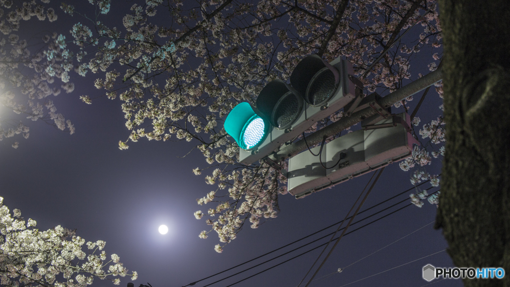 夜桜2018c
