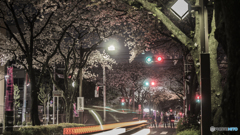 夜桜2018a