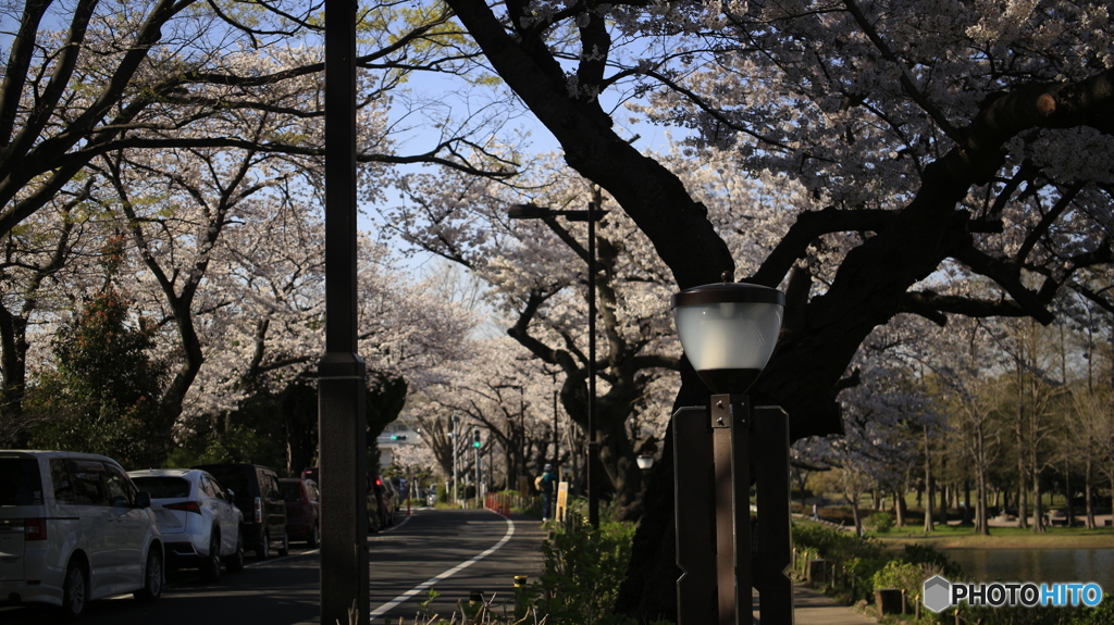 20190404_02　水元公園