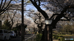 20190404_02　水元公園