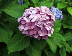 紫陽花