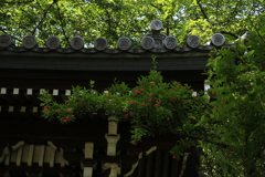 鮮やかな花