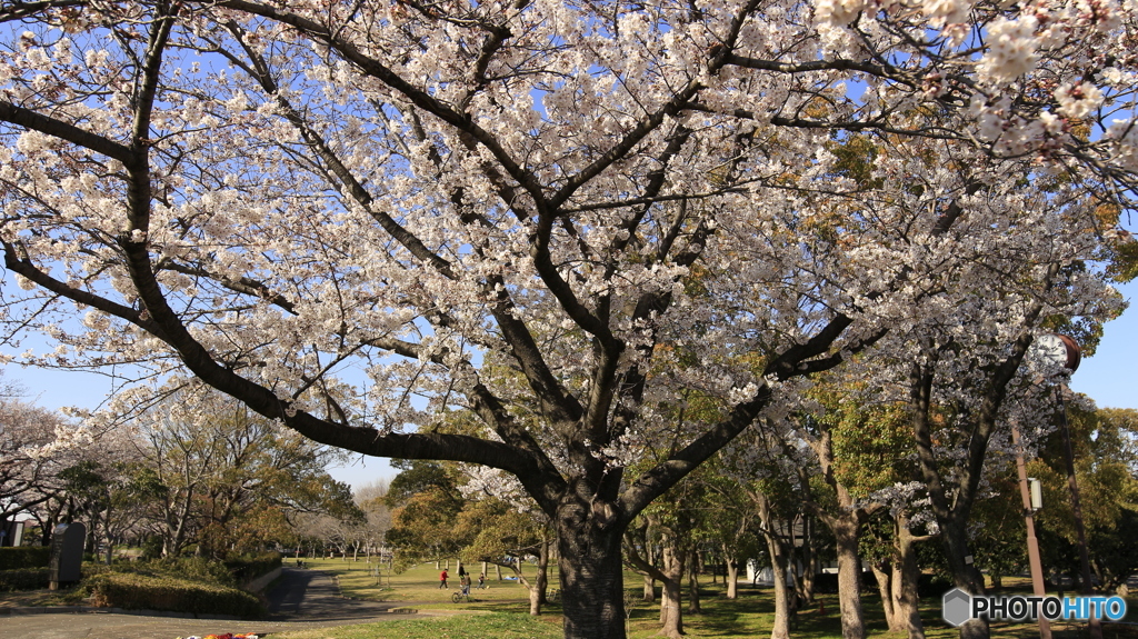 20190404_03　水元公園