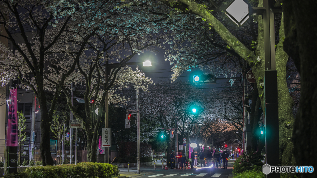 夜桜2018b