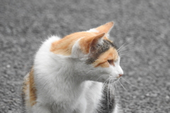 calico cat
