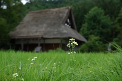白川郷