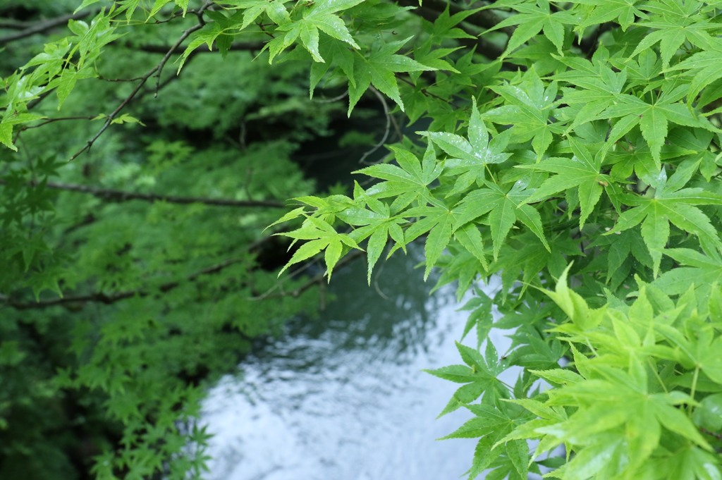 こおろぎ橋