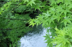こおろぎ橋