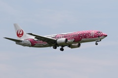 さくらジンベエ