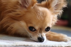 我が家の番犬