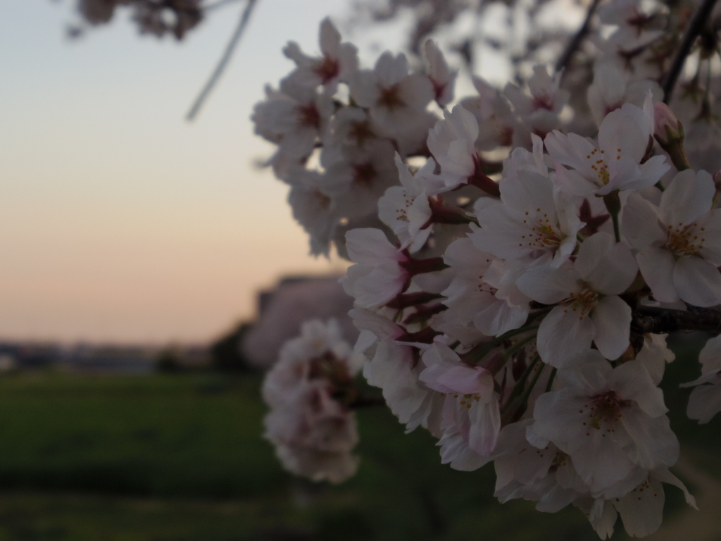 夕方の桜