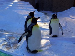 天王寺動物園 ペンギン