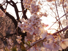 枝垂れ桜