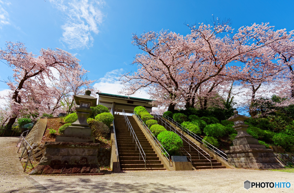 桜　横浜市戦没者慰霊堂