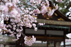 京都　平野神社